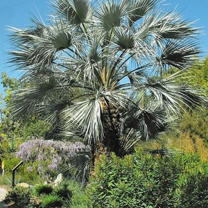 Brahea armata Blue Hesper Palm Gray Goddess 10 Seeds image 3