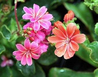 Lewisia cotyledon | Sunset Strain | 10 Seeds