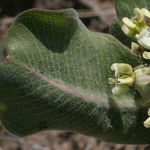 Asclepias arenaria l Western Sand Milkweed l 10 Seeds image 2