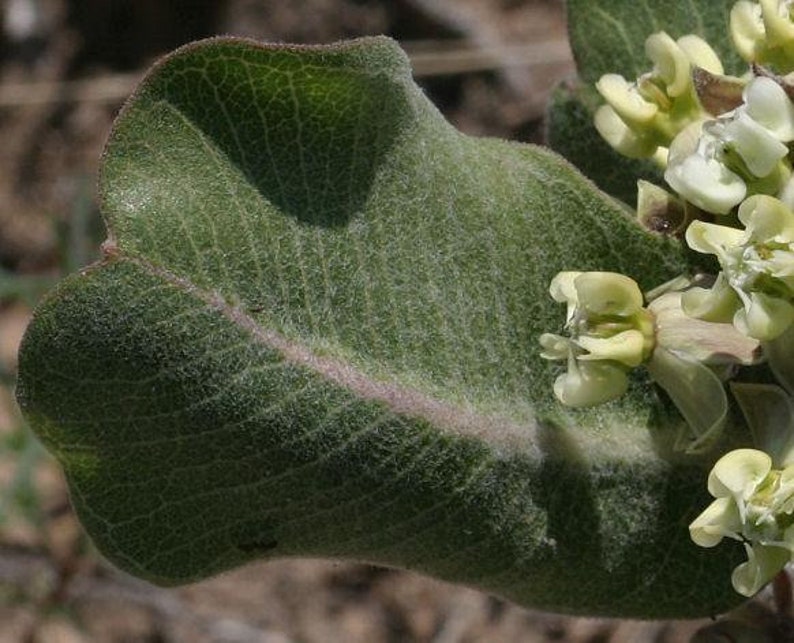 Asclepias arenaria l Western Sand Milkweed l 10 Seeds image 2