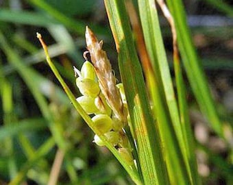 Carex aurea | Golden Sedge | 10 Seeds