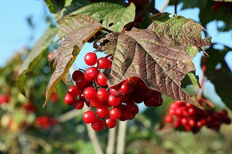 Viburnum trilobum | American Cranberrybush | Crampbark Tree | 20 Seeds