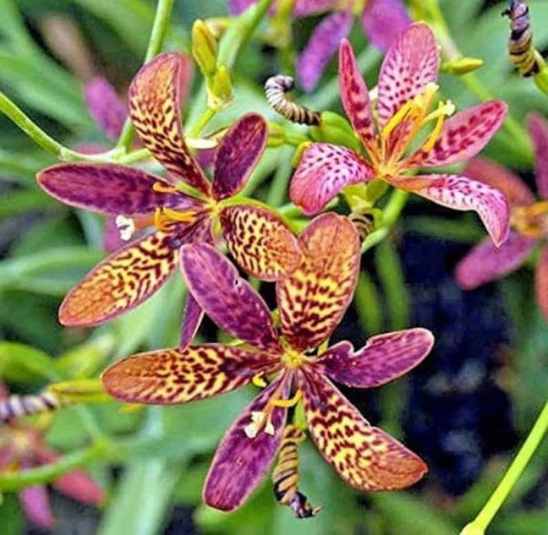 Pardancanda norrisii Dazzler Dwarf Candy Lily 10 Seeds image 2