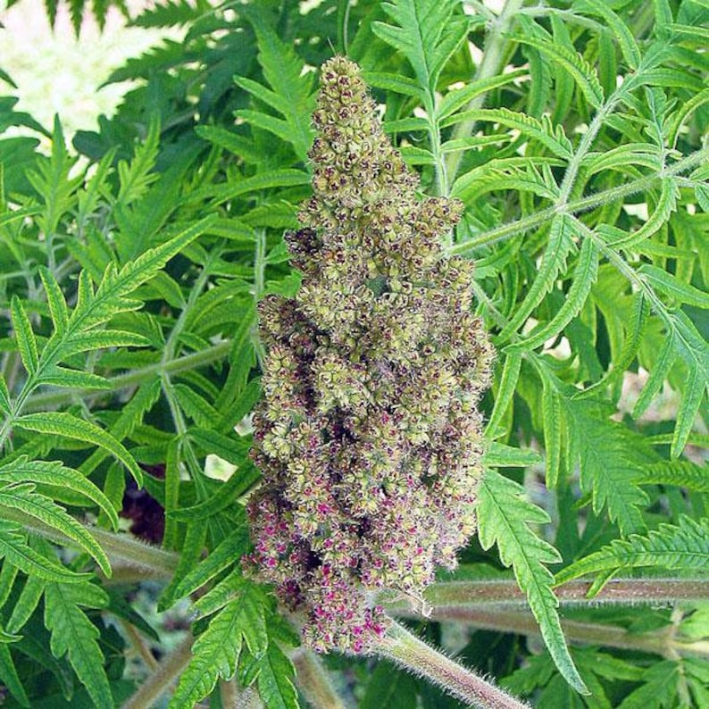PlantFlowerSeeds Rhus typhina Staghorn Sumac