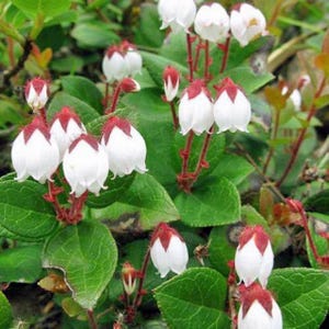 Gaultheria procumbens | American Wintergreen | Eastern Teaberry | 50 Seeds