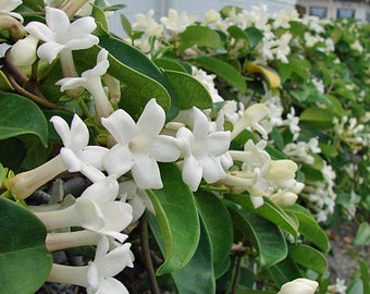 Stephanotis floribunda |  Madagascar Jasmine | Bridal Wreath | 10 Seeds