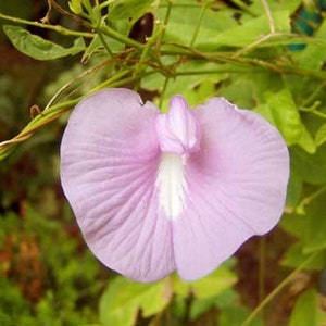 Clitoria ternatea | Single Pink | 10 Seeds