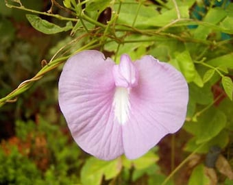 Clitoria ternatea | Single Pink | 10 Seeds