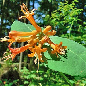 Lonicera ciliosa | Orange Trumpet Honeysuckle | 5 Seeds