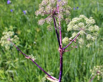 Angelica atropurpurea | Purplestem Angelica | 100 Seeds