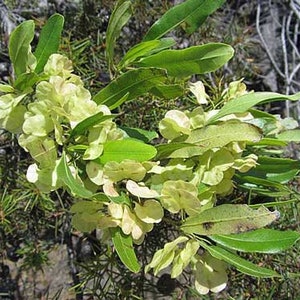 Dodonaea viscosa | Florida Hopbush | Varnish Leaf | 50 Seeds