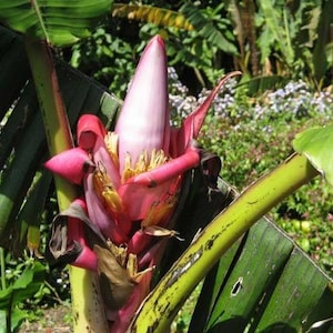 Musa acuminata | Wild Cavendish | 5 Seeds
