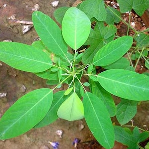 Codariocalyx motorius | Semaphore or Telegraph Plant | 15 Seeds