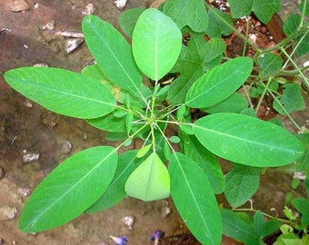 Codariocalyx motorius | Semaphore or Telegraph Plant | 15 Seeds