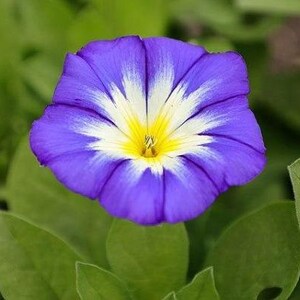 Convolvulus tricolor Dwarf Morning Glory Blue Ensign 25 Seeds image 2