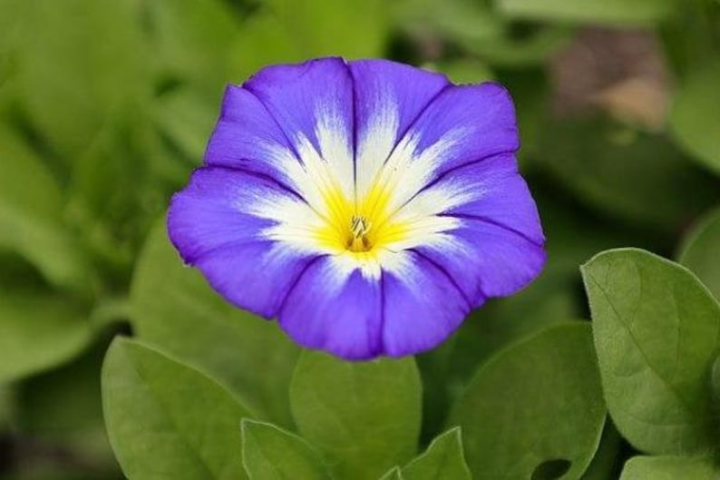 Convolvulus tricolor Dwarf Morning Glory Blue Ensign 25 Seeds image 2