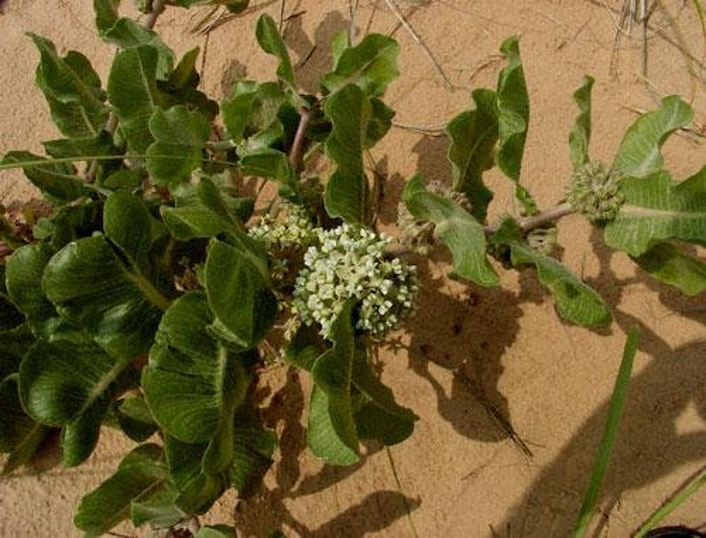 Asclepias arenaria l Western Sand Milkweed l 10 Seeds image 8