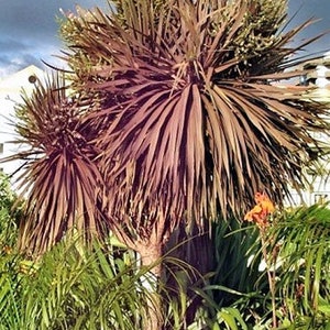 Cordyline australis Purpurea Red Cabbage Tree 10 Seeds image 1