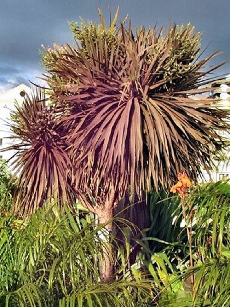 Cordyline australis Purpurea Red Cabbage Tree 10 Seeds image 1