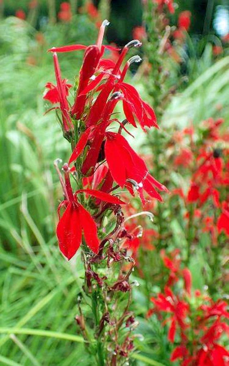 PlantFlowerSeeds Lobelia cardinalis Queen Victoria Seeds - Thumbnail 4
