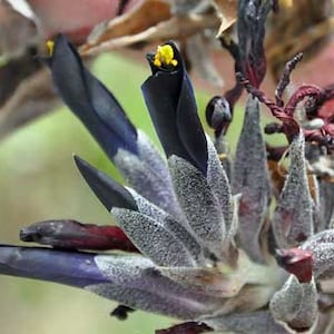 Puya coerulea var. violacea | Puya Bromeliad Species | 10 Seeds