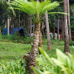Phoenix pusilla | Ceylon Date Palm | The Flour Palm | 10 Seeds
