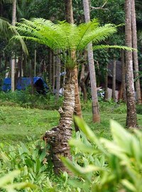 Phoenix sylvestris Silver Date Palm Tree