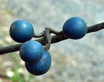 Eléocarpus angustifolius | Arbre en marbre bleu | 5 graines