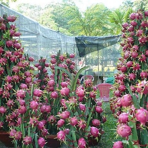 Selenicereus undatus | Dragon Fruit | White-Fleshed Pitahaya | 20 Seeds