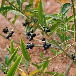 Cestrum diurnum China Berry White Chocolate Cestrum 5 Seeds image 4