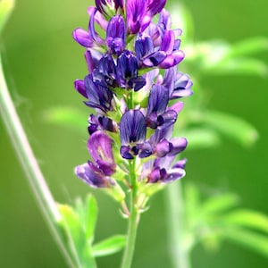Medicago sativa | Alfalfa | 50 Seeds