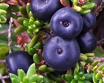 Empetrum nigrum | Crowberry | Black Crowberry | 30 Seeds