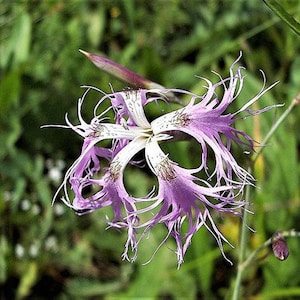 Dianthus superbus | Fringed or Superb Pink | 10 Seeds