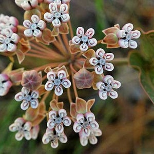 Asclepias humistrata | Pinewoods Milkweed | Sandhill Milkweed | 5 Seeds