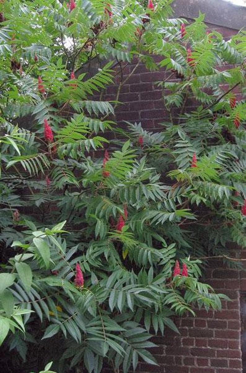 Rhus typhina | Staghorn Sumac | Velvet Sumac Tiger Eyes | 10 Seeds