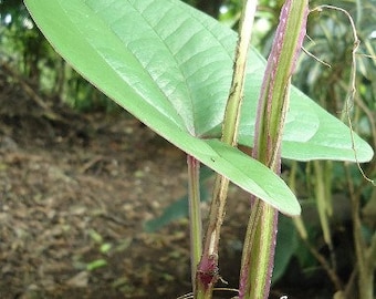 Dioscorea alata | Purple Yam | Ube | 5 Seeds