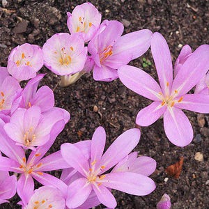 Colchicum autumnale | Autumn Crocus | 20 Seeds