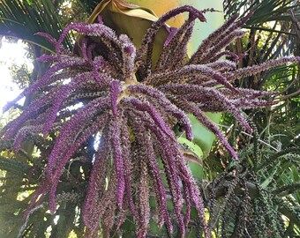 Rhopalostylis sapida　ニカウヤシ　※値下げOK Rhopalostylis sapida ニカウヤシ ※値下げOK Rhopalostylis sapida