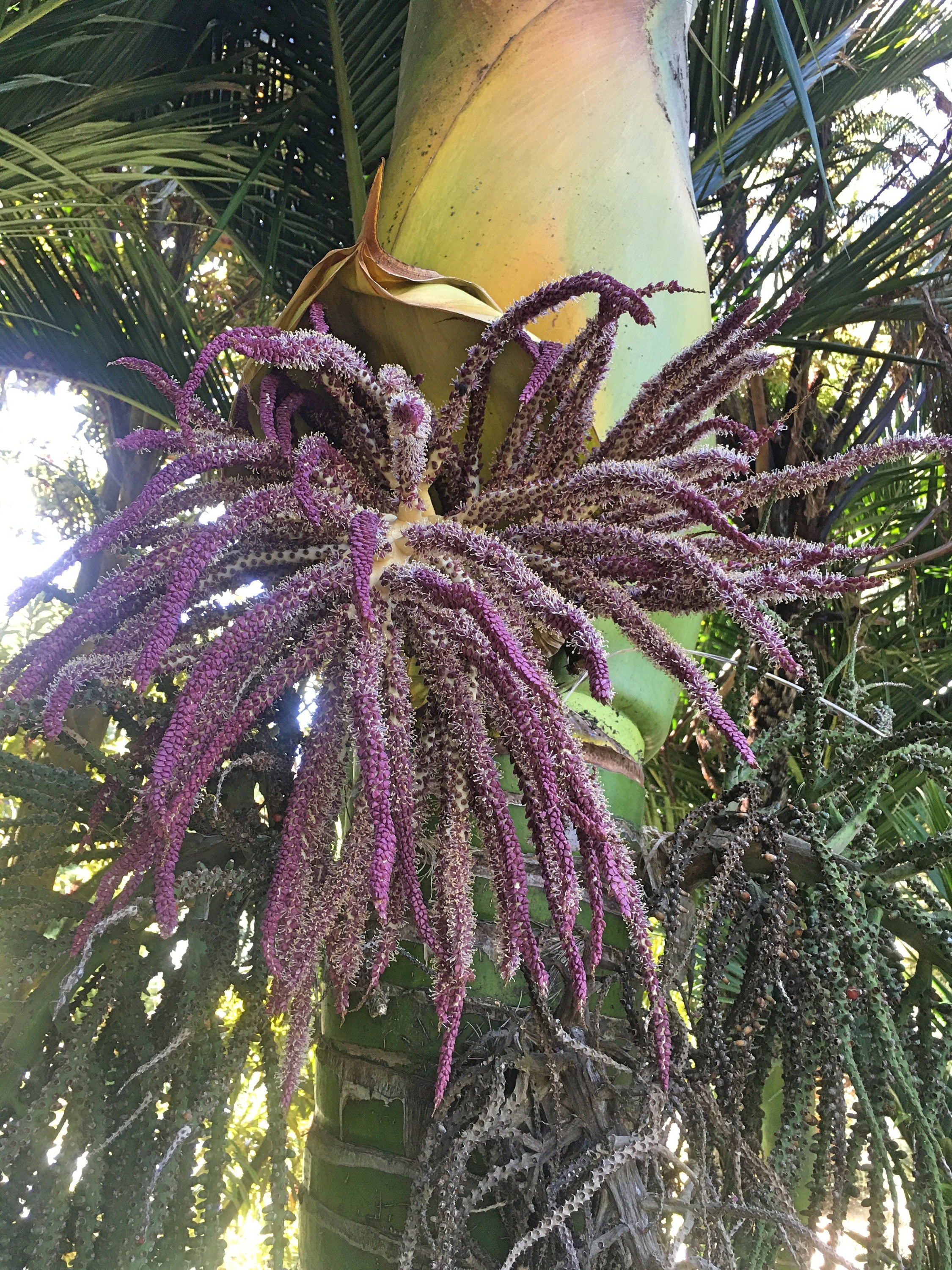 Rhopalostylis sapida | Nikau Palm | Shaving Brush Palm | 10