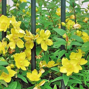 Hypericum patulum | Goldencup St. John's Wort | 200 Seeds