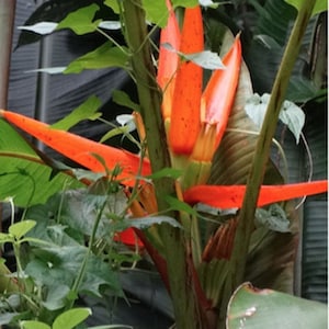 Musa aurantiaca | Dwarf Orange Banana | 5 Seeds