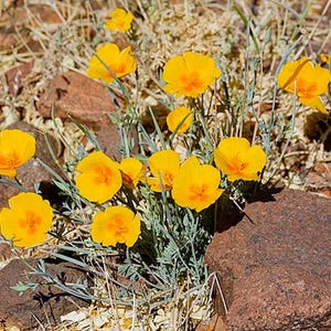 Eschscholzia californica subsp. mexicana | Mexican Gold Poppy | 10 Seeds