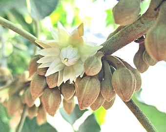 Mimusops elengi | Bullet Wood | Spanish Cherry | 5 Seeds