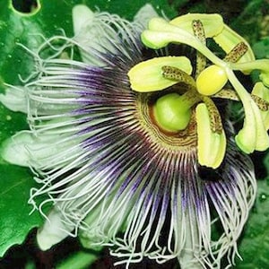 Passiflora ligularis | Sweet Granadilla | Grenadia | 10 Seeds