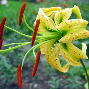 Lilium Martagon pink seed - Etsy Italia