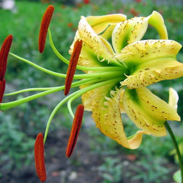 Lilium henryi var. citranum | Tiger Lily | 10 Seeds