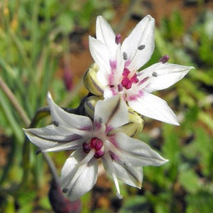 May include: Two white flowers with pink stripes and a red center. The flowers have six petals and are in bloom.