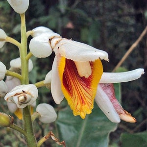 Alpinia malaccensis Ornamental or Malacca Ginger 5 Seeds image 1