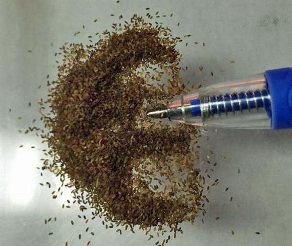 indian tobacco powder Lobelia Inflata | Indian Tobacco | Puke Weed | 100 Seeds