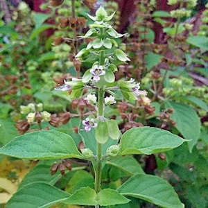 Cinnamon Basil Seeds (Ocimum basilicum) | Tropical Herb, 20 Seeds